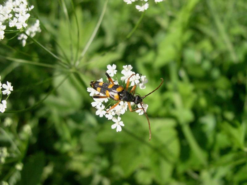 Coleotteri in Val di Tures